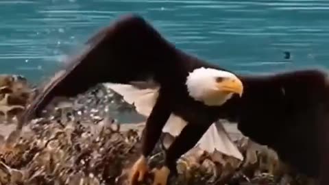 Eagle flying