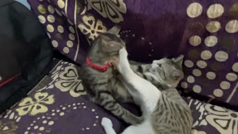 Cats playing