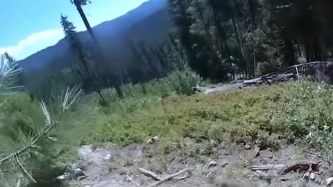 12 Bear Encounters Way Too Scary To Handle