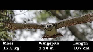 Biggest Birds Of Prey