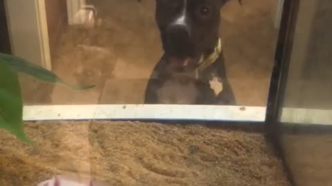 Boxer making friends with Axolotl