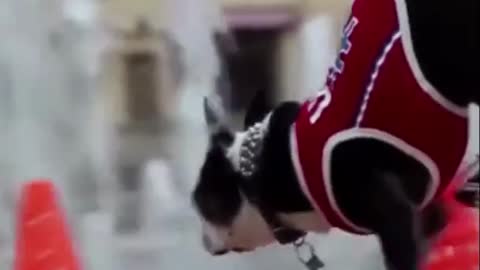 Awesome Dog Tricks - Skating Dogs - Trained Dogs 🐕🐕‍🦺🐕‍🦺