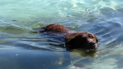 Funny Dogs Playing With Water