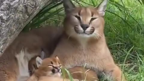 Animals funny movement 🥰🥰