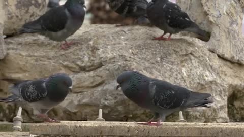 Male Pigeons Fight For Harem Rights