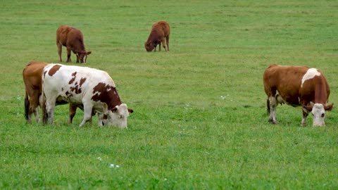 Cows pasture grass dairy cows