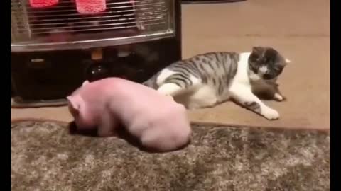 The cat who bullies the pig