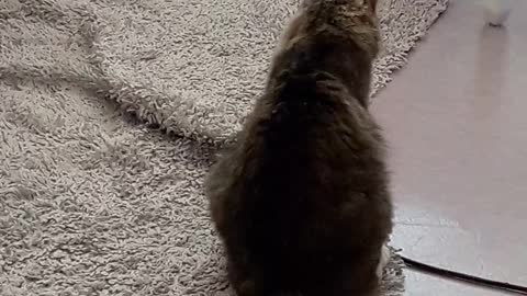 Little Cat is Playing with Carpet