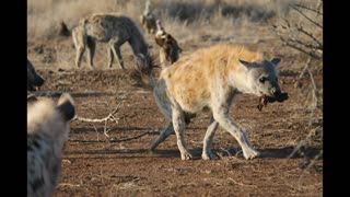 Laughing hyenas