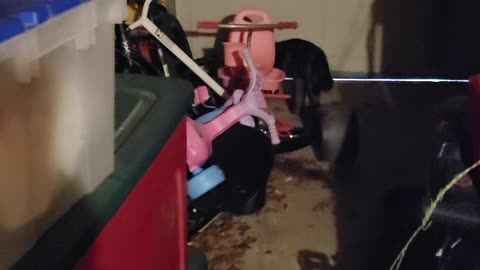 Boots loves playing in the garage