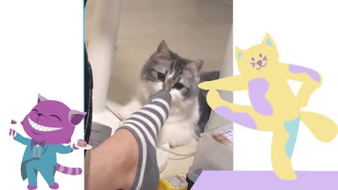 cats reaction when it smells the feet