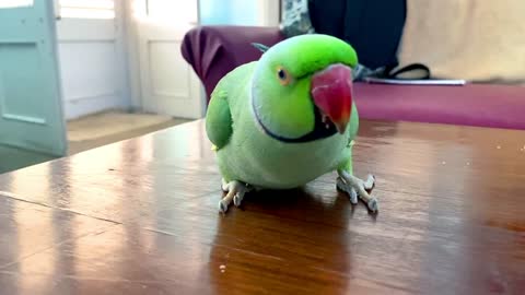 Funny Parrot Talking and Dancing