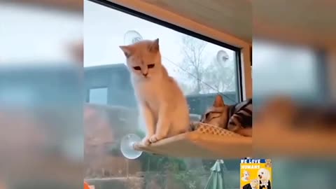 best cat acting funny like humans