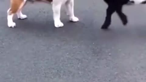 Funny moment when dog and goat fight