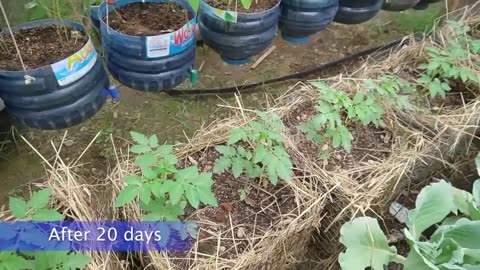 cultivating tomato plants using used goods