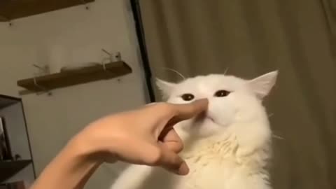 Play with cat, have a watch