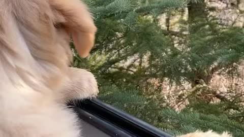 Golden retriever puppy takes first ride around our property and discovers a spruce tree 🌲 🐶