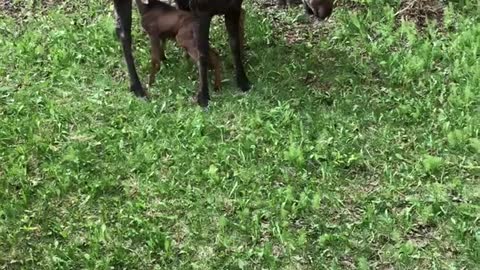 Little Moose Finds the Chimes