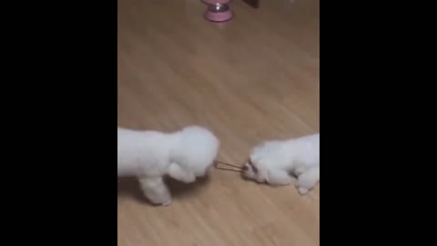 Little cats fighting each other for a hair band