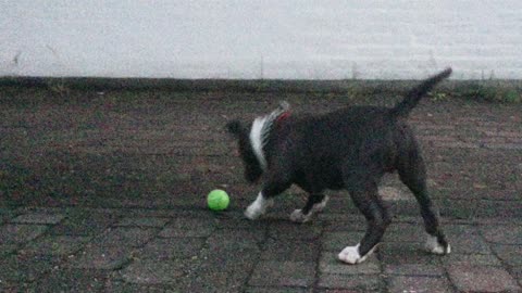 Cute reaction finding a lost ball