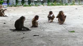 Attack between snake and monkey