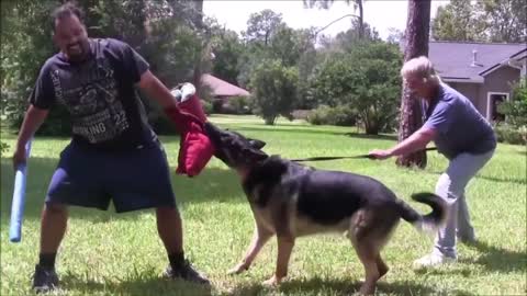 Forceful DOG TRAINING - HOW TO MAKE A DOG AGGRESSIVE 100 percent SIMPLE