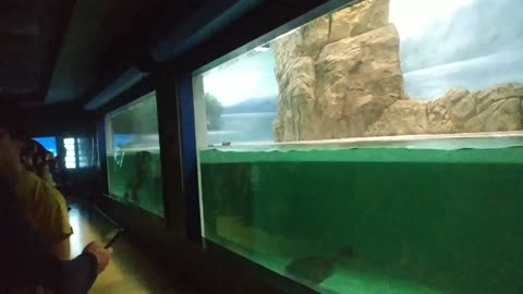 A lone seal swims in an aquarium.