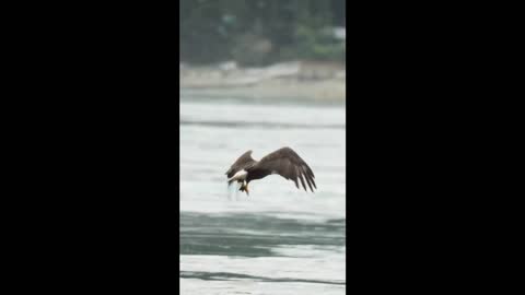 Flying Bird hunting the fish