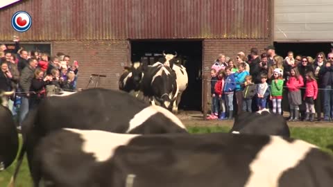 Cows coming out in the summer. Happy cows!