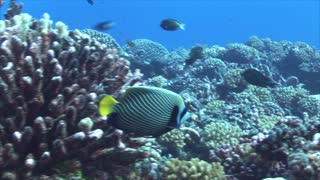 Amazing Tropical Fish Emperor Angelfish