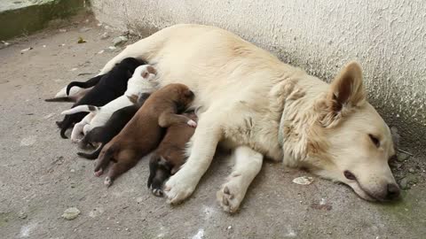 stray dog feeding puppies with milk