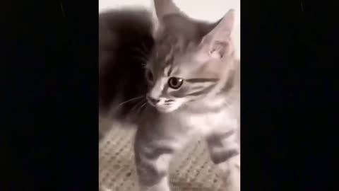 Cat runs against the wall