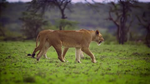 Lioness Prowling