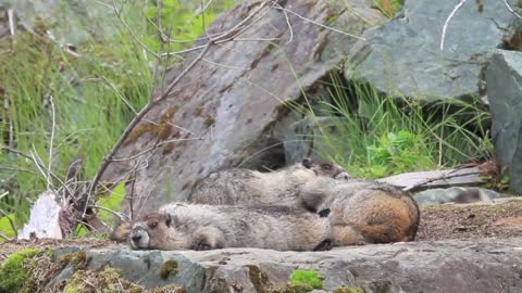 Funny chipmunks.