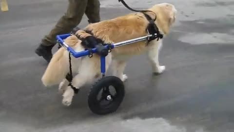 Dog walks in a Walkin' Wheels Wheelchair for the first time in months