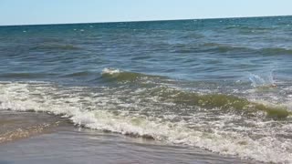 Service Dog (Well, retired for this one): Aslan on the Beach at Lake Michigan!