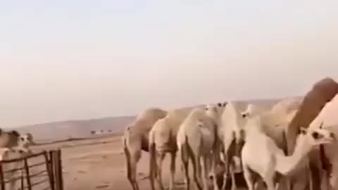 Children swimming in the desert