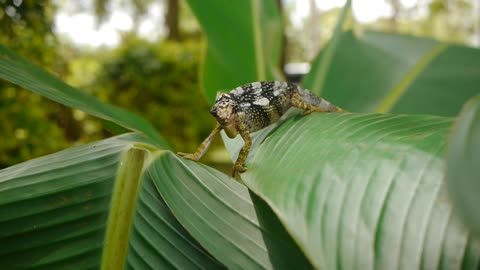 🔴Chameleon is sneaking in the woods🦎