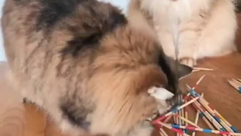 Kittens playing the game of chopsticks.