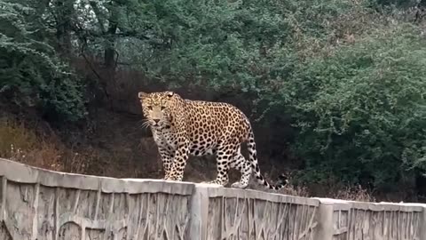 Leopard is crossing the road