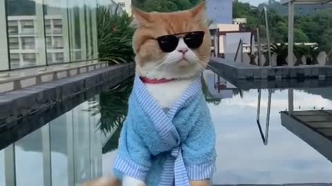 Funny cat Attitude Video You should Watch This Video