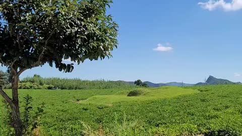 A rural landscape in Korea on a summer day(shorts)