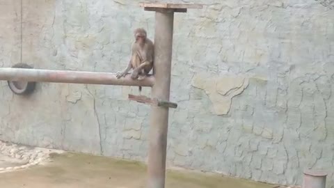 The monkey is waiting for its mother to come home