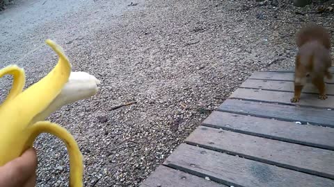 Hungry _Squirrel_Eating_Banana