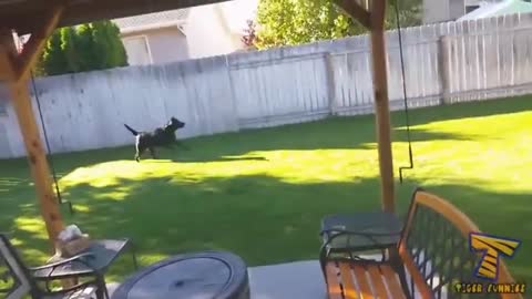 Playful Squirrel like to play with dog so much fun.