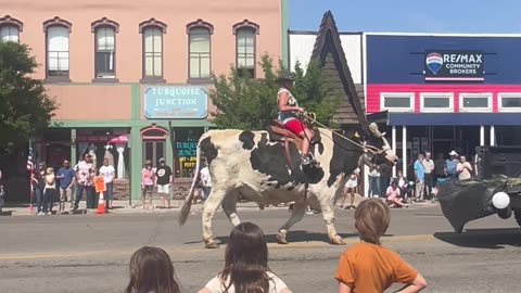 Huge Steer Walks in Rodeo Parade