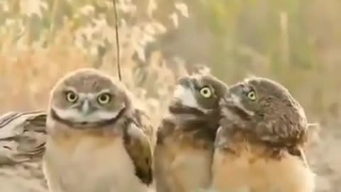 owl family in morning time very beautiful