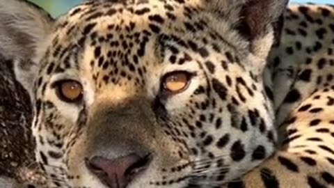 Leo the leopard contemplating 2024 possibilities