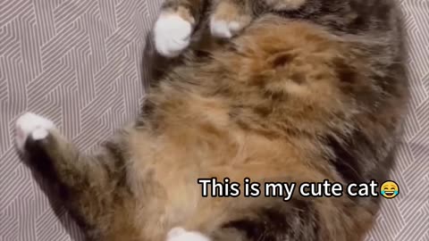 Funniest cats🐱In The World😂 Funny and Fails Pets Video #shorts #71 #cats #funny #animals