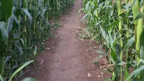 Children Of The Corn or A Field of Dreams